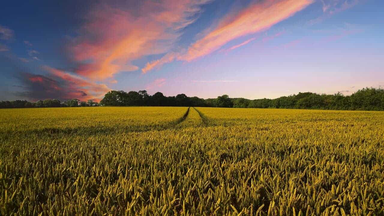 Yield Farming o Agricultura de rendimientos