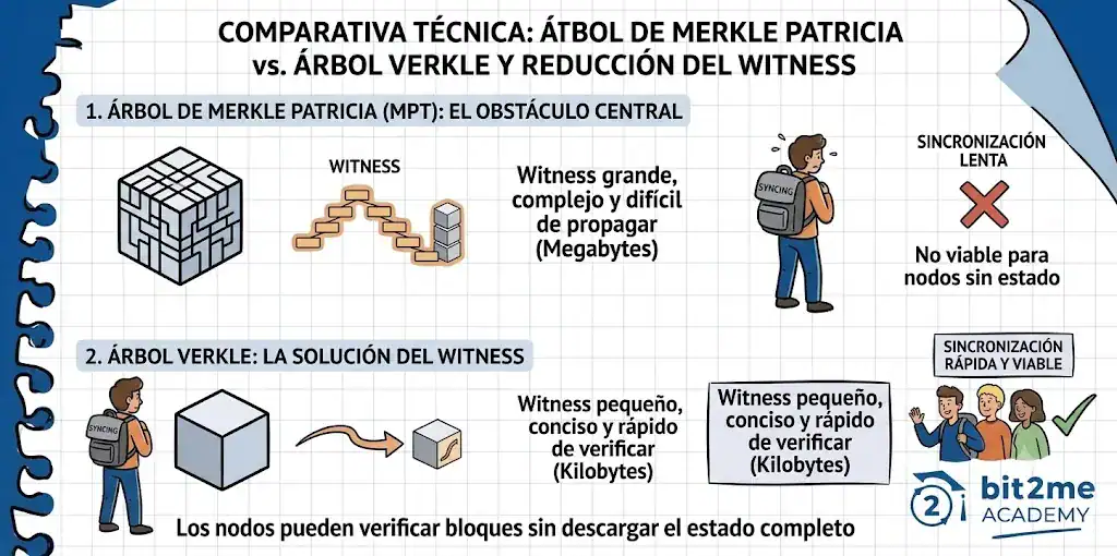 verificacion-transacciones-stateless-validation-002 Comparativa técnica entre un árbol de Merkle Patricia y un árbol Verkle, mostrando cómo el witness se reduce en el segundo caso, para ilustrar por qué la estructura de datos es el obstáculo central del problema. - Bit2Me Academy